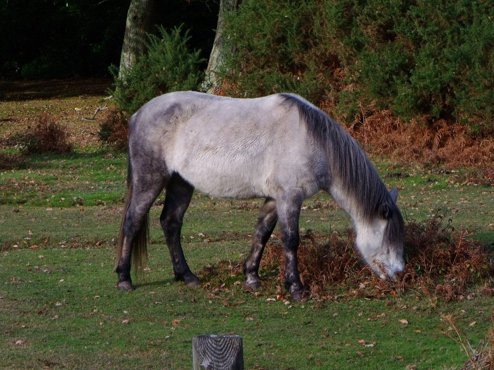 New Forest pony grazing on heath/gorse in daylight